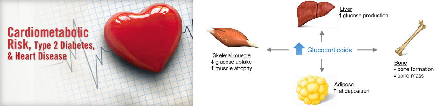diagram of glucocorticoids
